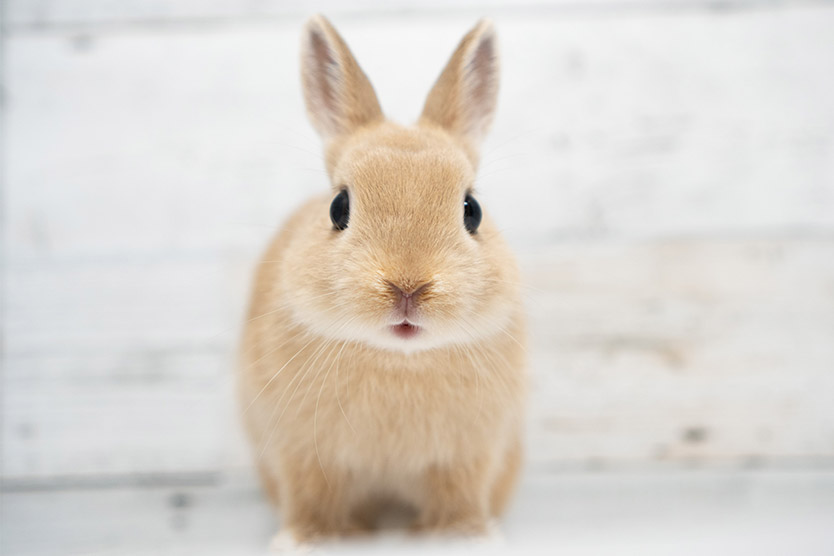 ウサギ・小動物の飼い主様へ