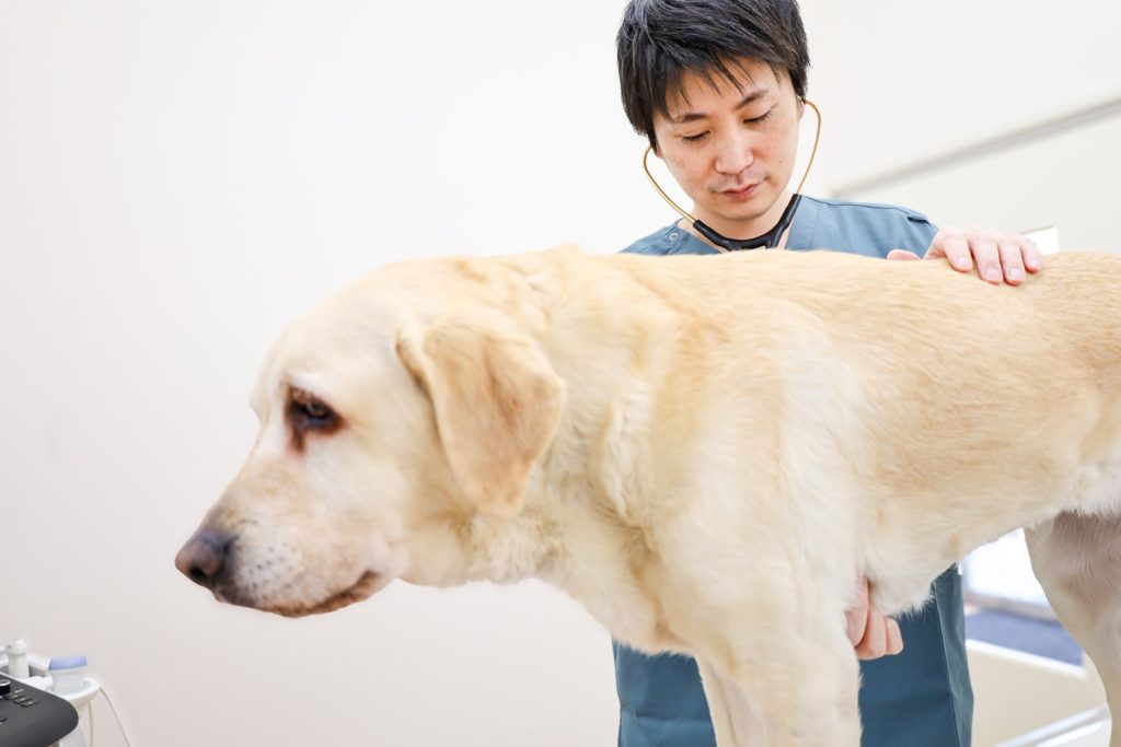 ペットドック（健康診断）